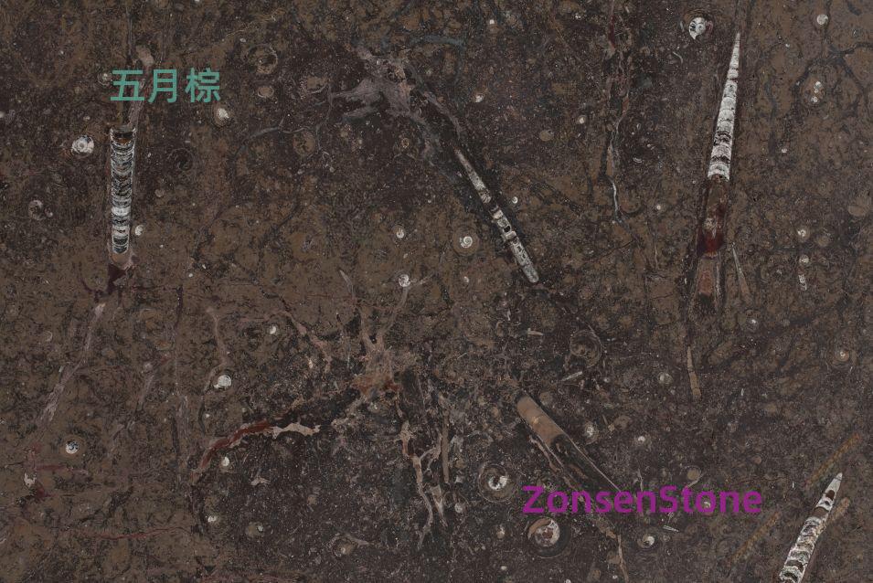 五月棕