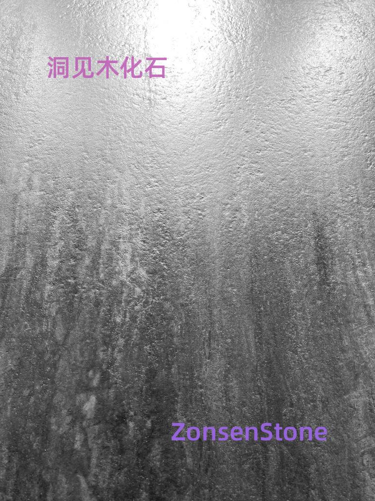 洞见木化石