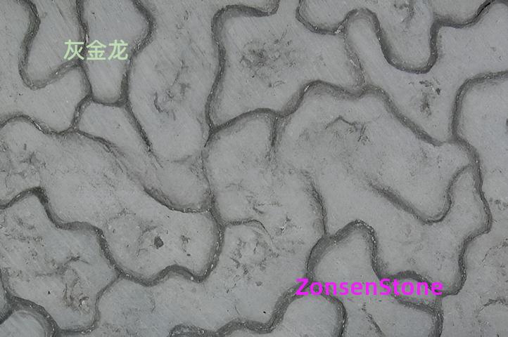 灰金龙