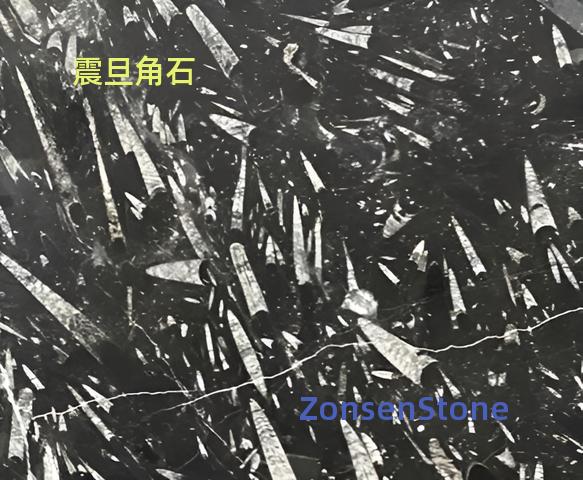 震旦角石