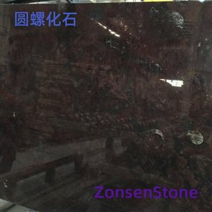 圆螺化石