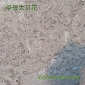 圣母大贝花