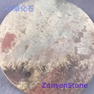 水草化石