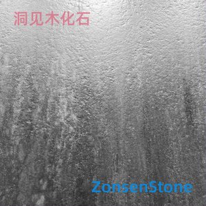 洞见木化石