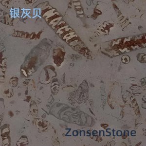 银灰贝