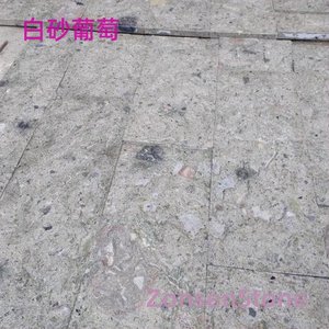 白砂葡萄